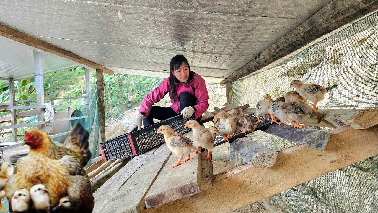 The girl built an old-fashioned chicken coop./ Ban Thi  Diet