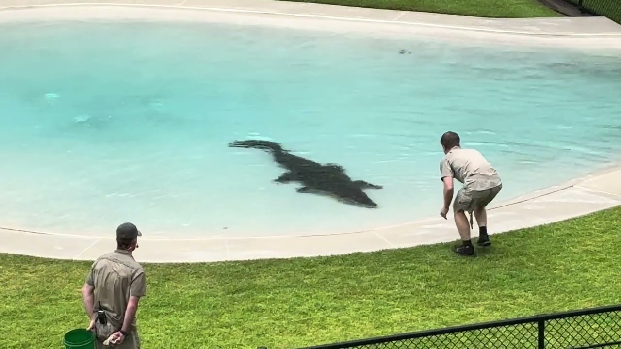 Robert Irwin feeding a crocodile at Australia Zoo