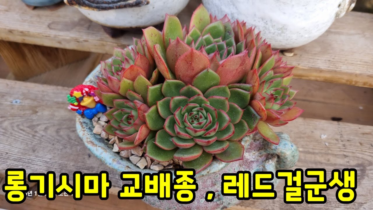 처음 키워보는 다육이 레드걸군생 분갈이해요 💕롱기시마교배종 레드걸 ~ 기대가 커요! 꼭 새빨게져라 ! 