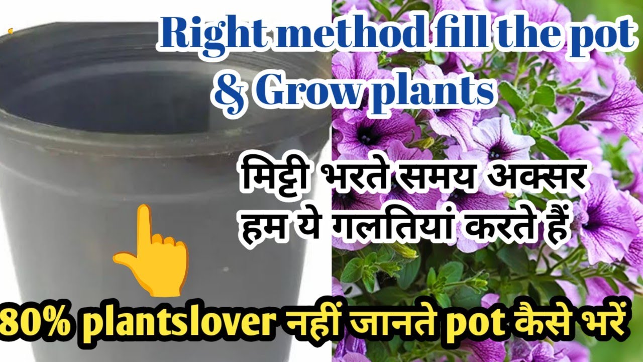 80% लोग गमले में मिट्टी भरते हुए करते हैं ये गलतियां पौधे को लगाने और गमले भरने का सही तरीका क्या है