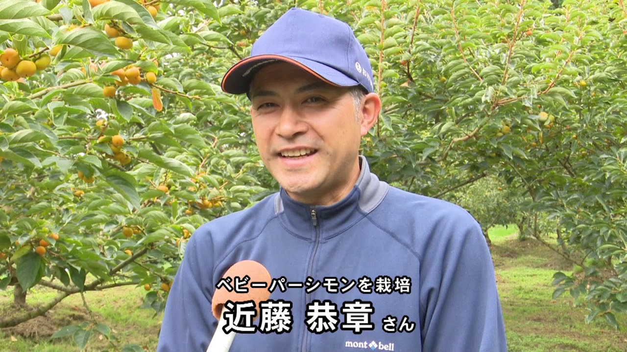 ベビーパーシモン収穫【（株）佐渡テレビジョン】