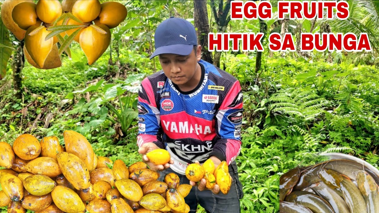 Egg fruits Hitik na hitik sa bunga Atiesa Pamumuti lumabas ang mga hito dahil sa baha