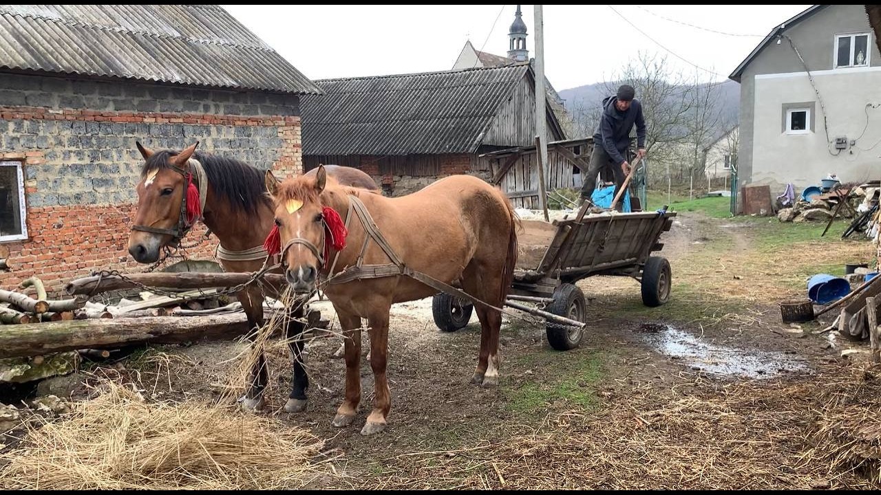 The Beauty of Mountain Life: Horses, Fields, and Hard Work