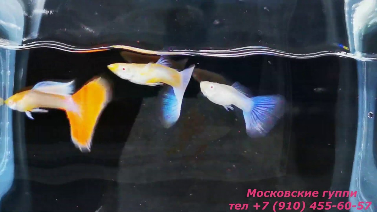 Guppy Sky Blue Albino - редкий самец чистой линии
