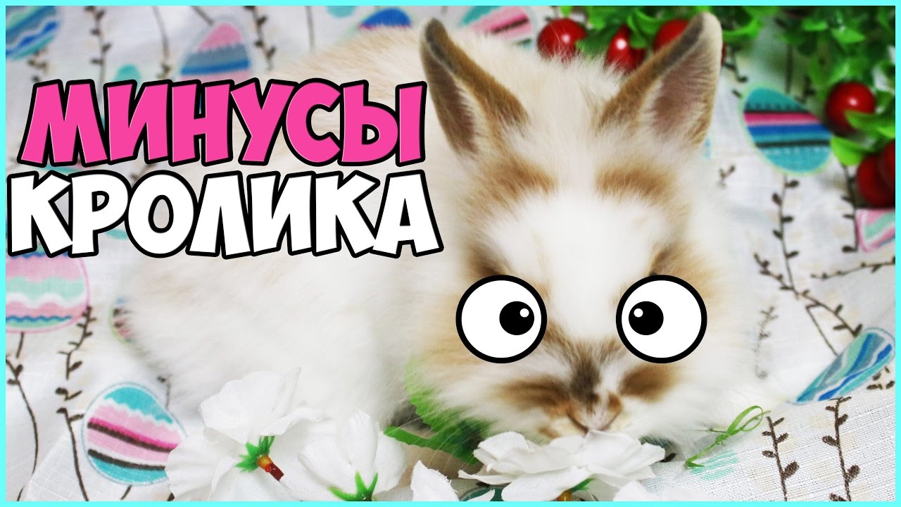 ВСЕ МИНУСЫ СОДЕРЖАНИЯ КРОЛИКА | КАК НЕ ПОЖАЛЕТЬ