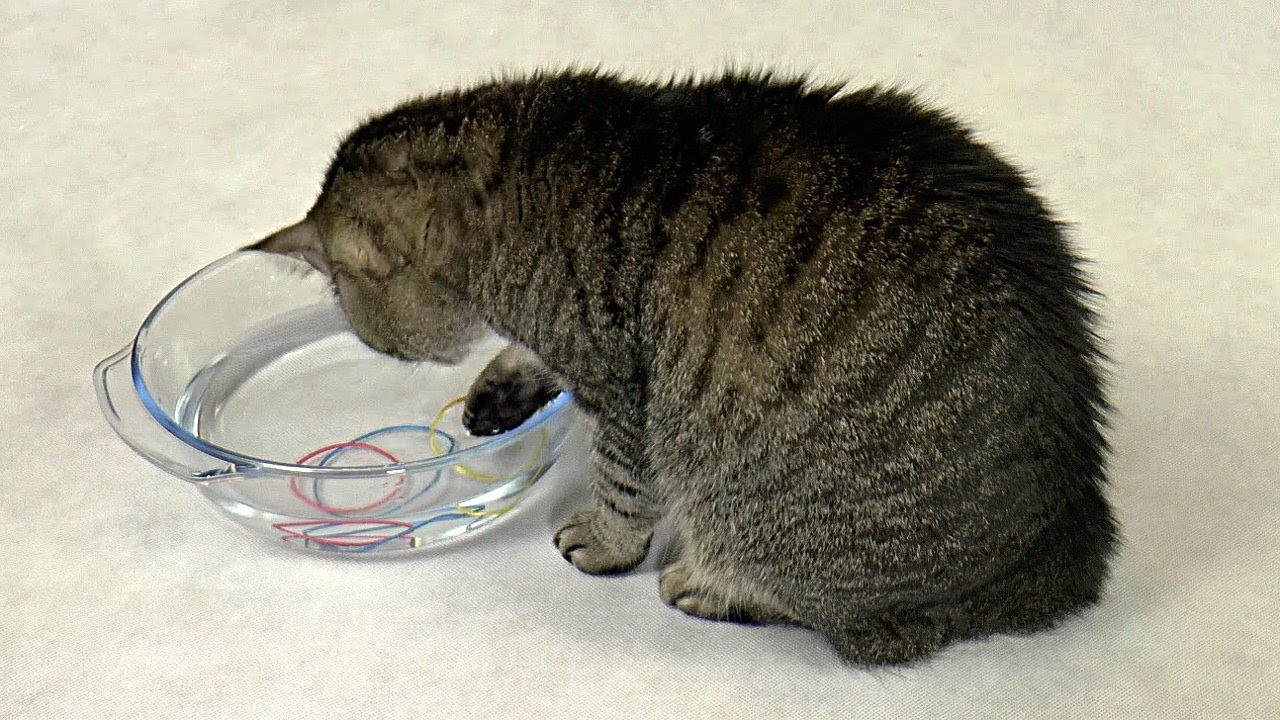 Cat Almighty: I Must Get Them All