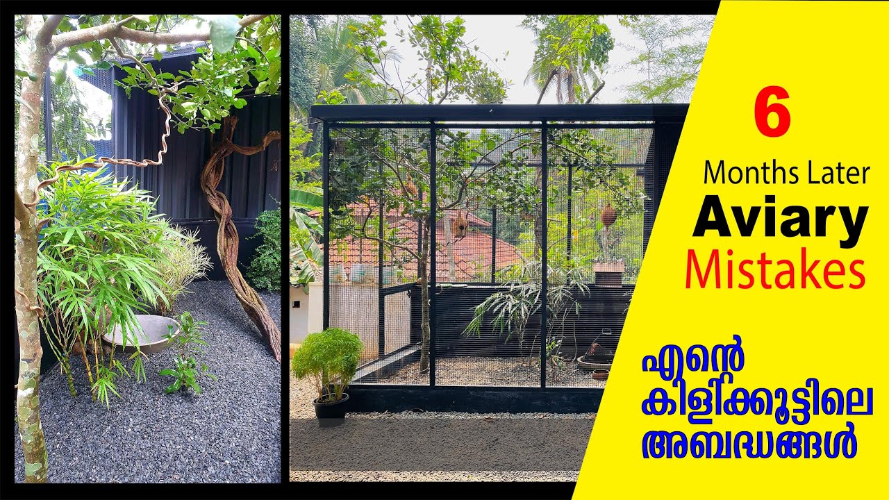Home Aviary Mistakes I കിളിക്കൂട്ടിലെ അബദ്ധങ്ങൾ I Cleaning Aviary I Diamond Doves I Finches I