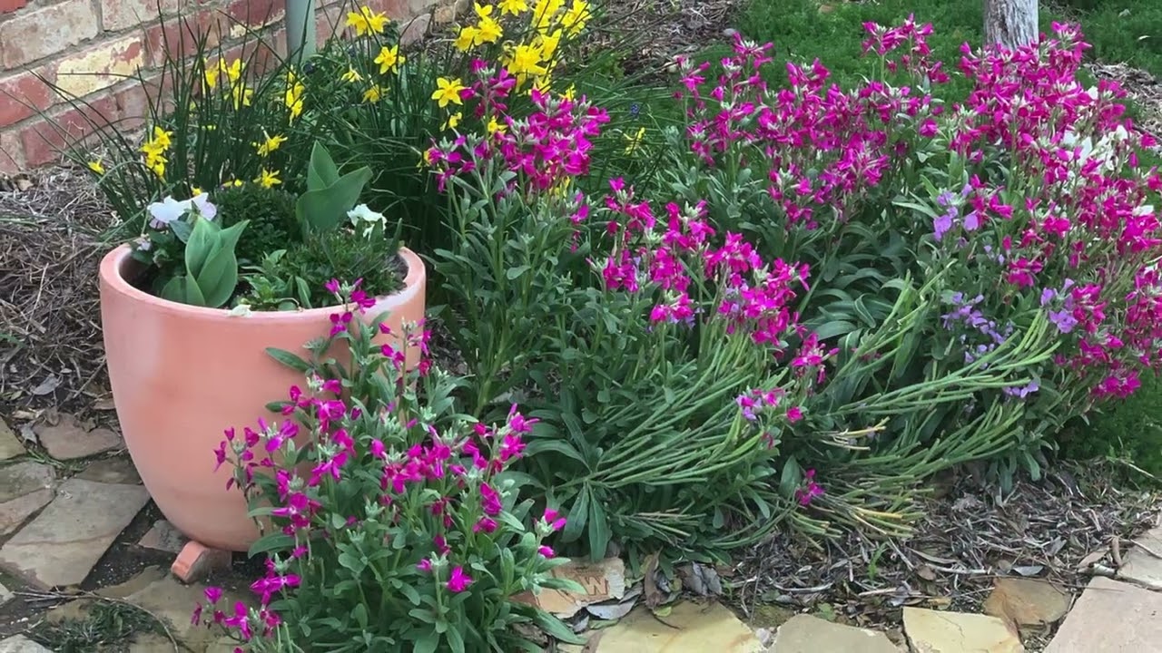 A year in my cottage garden – 2025