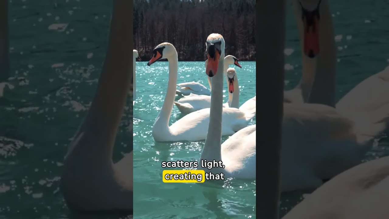 Did you know swans have one partner for lifetime