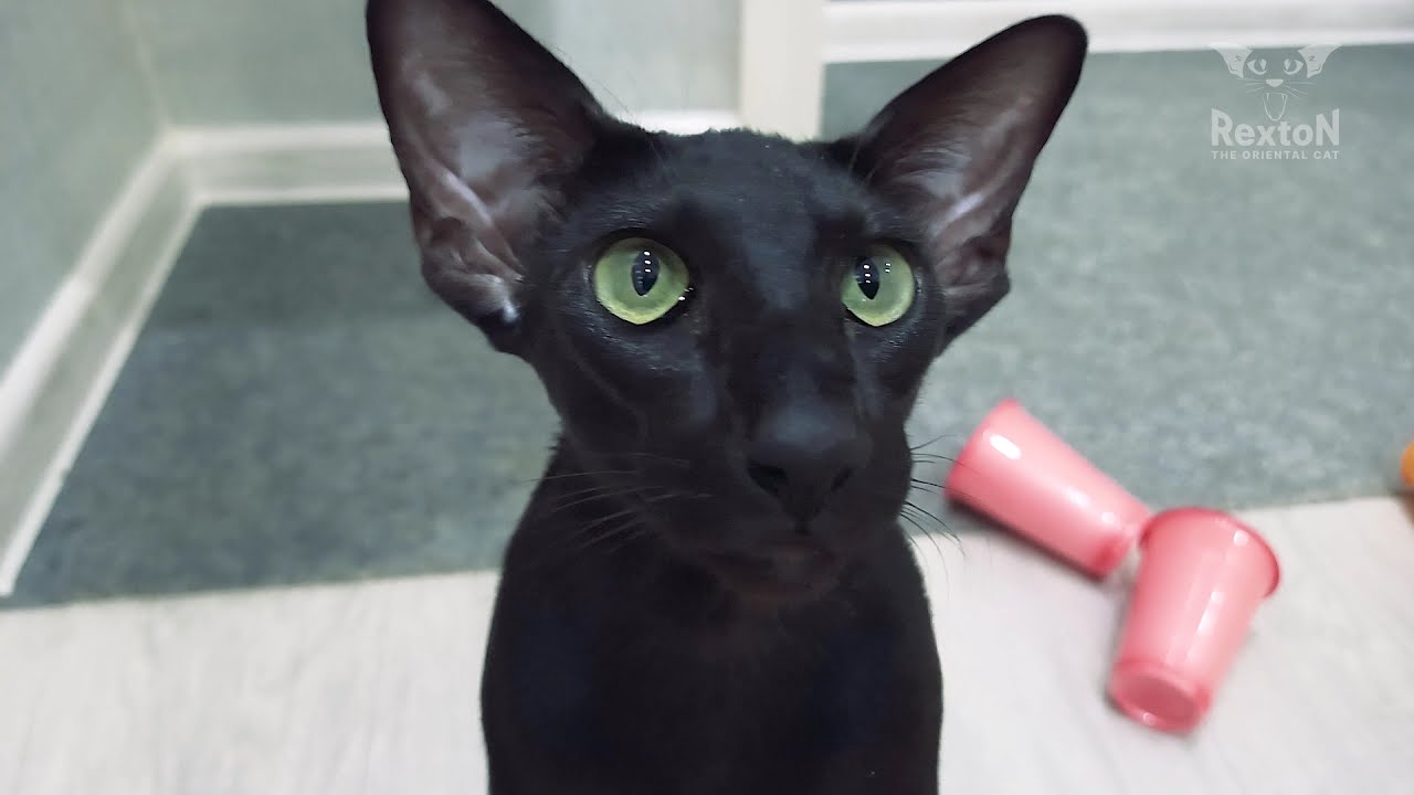 Ориентальная Кошка 😸 Челлендж 💚 Черный Ориентал