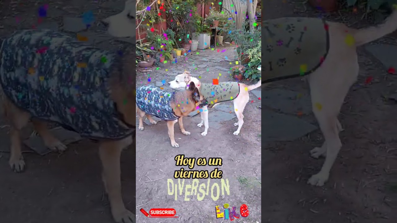 Perros: viernes de diversi&oacute;n! #perros #perro