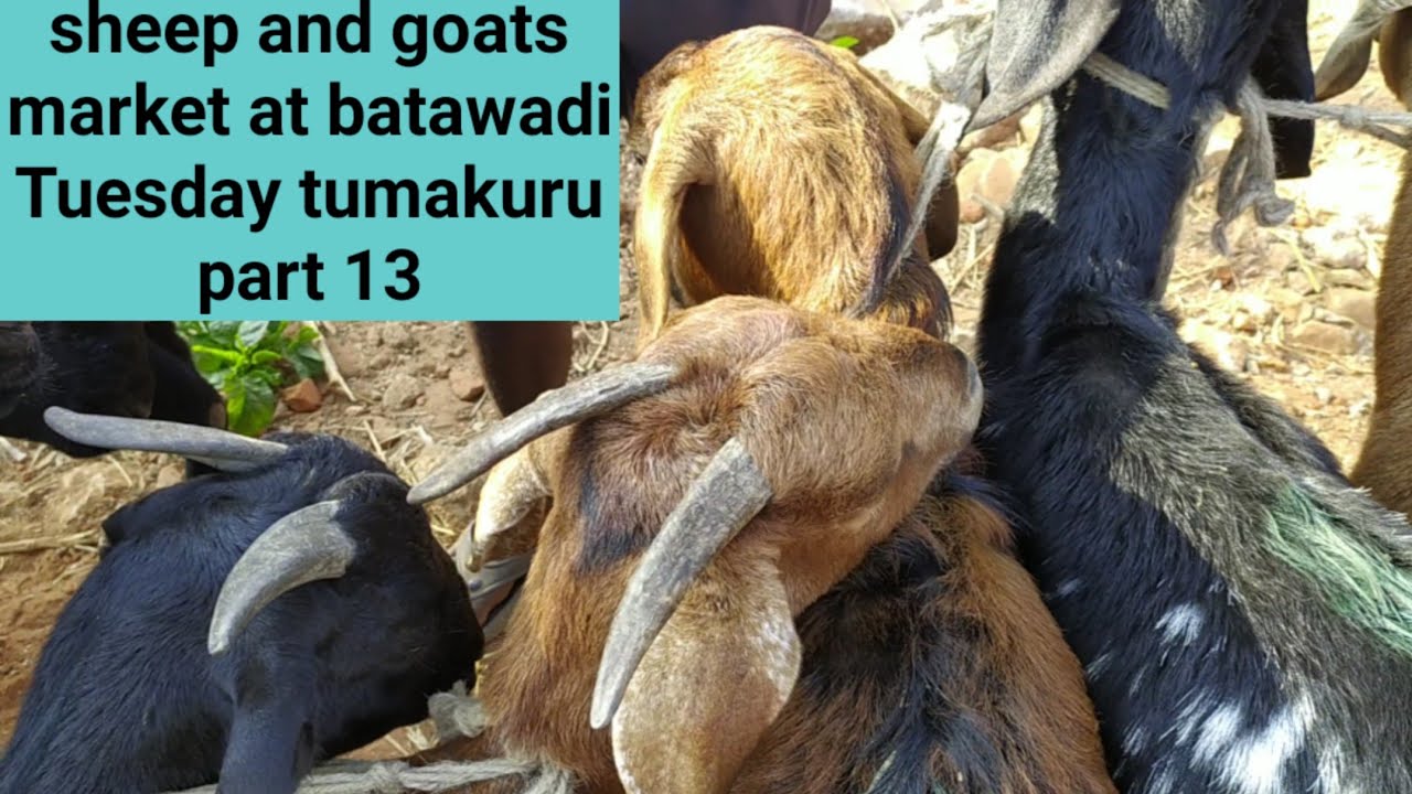 @AGRIANIMALS  the sheep and goats market at batawadi Tuesday tumakuru part 13