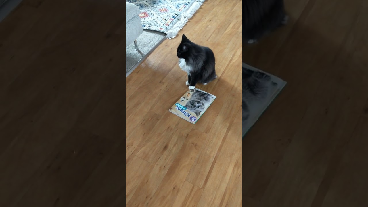 Oreo loves her kitten book