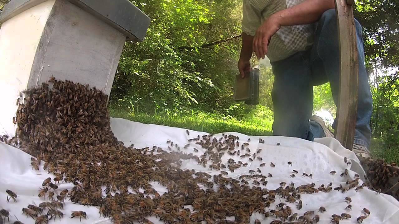 How to catch a swarm of bees