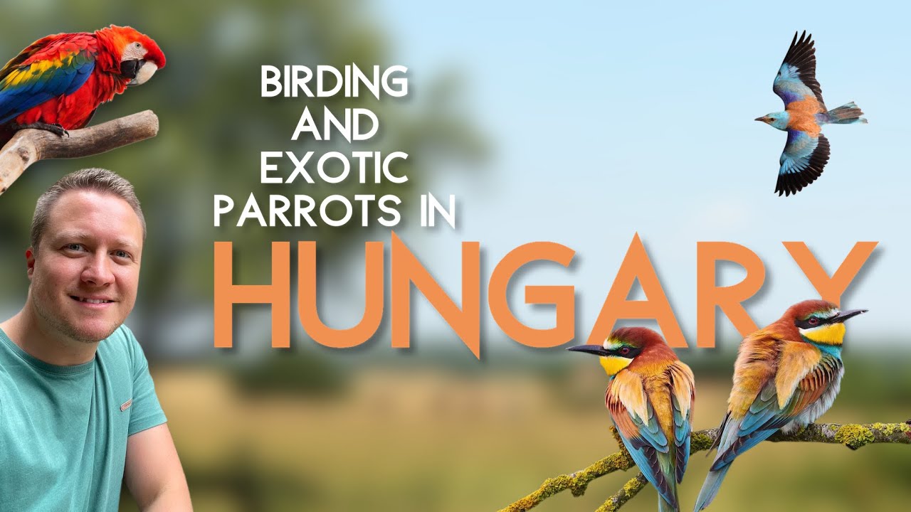 Birding & Exotic Parrots in Hungary - Let’s explore Bee Eaters, European Roller and Macaws