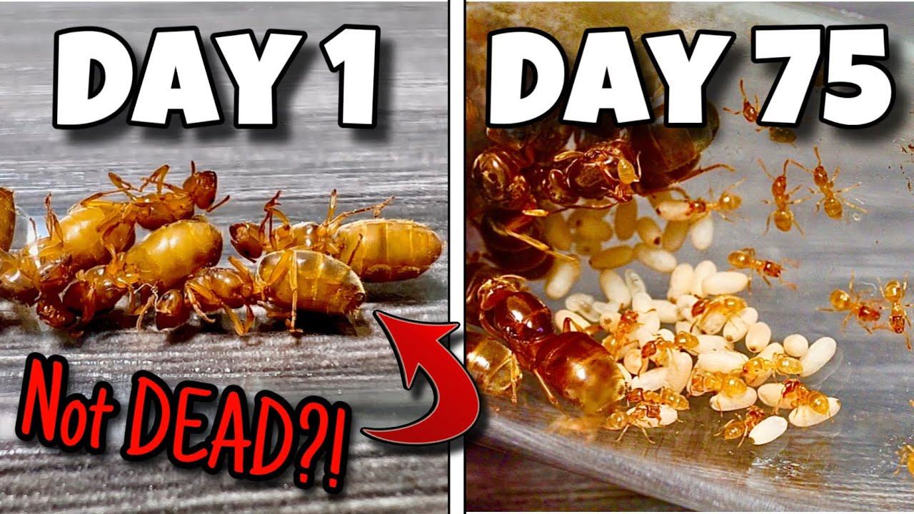Simulating a Super Colony of Ants for 100 Days… They Came Back to Life?!