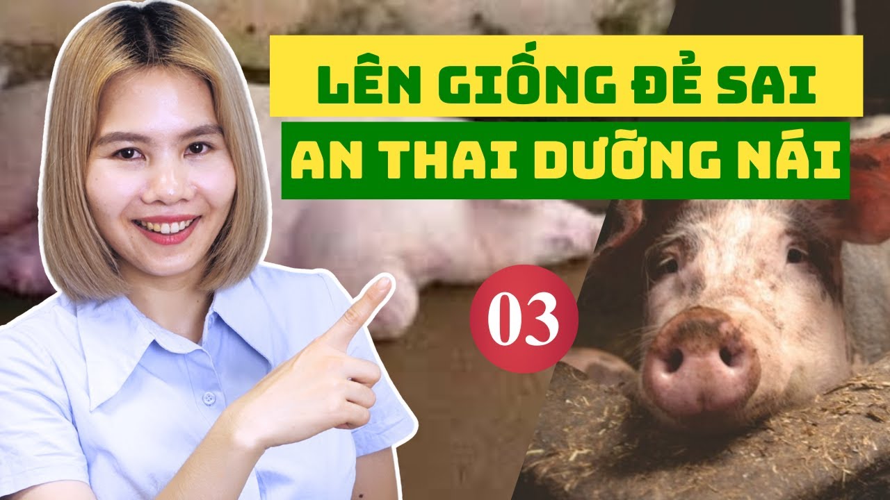 Tại Sao Lợn Nái An Thai Dưỡng Nái Hiệu Quả Lại Quan Trọng ?