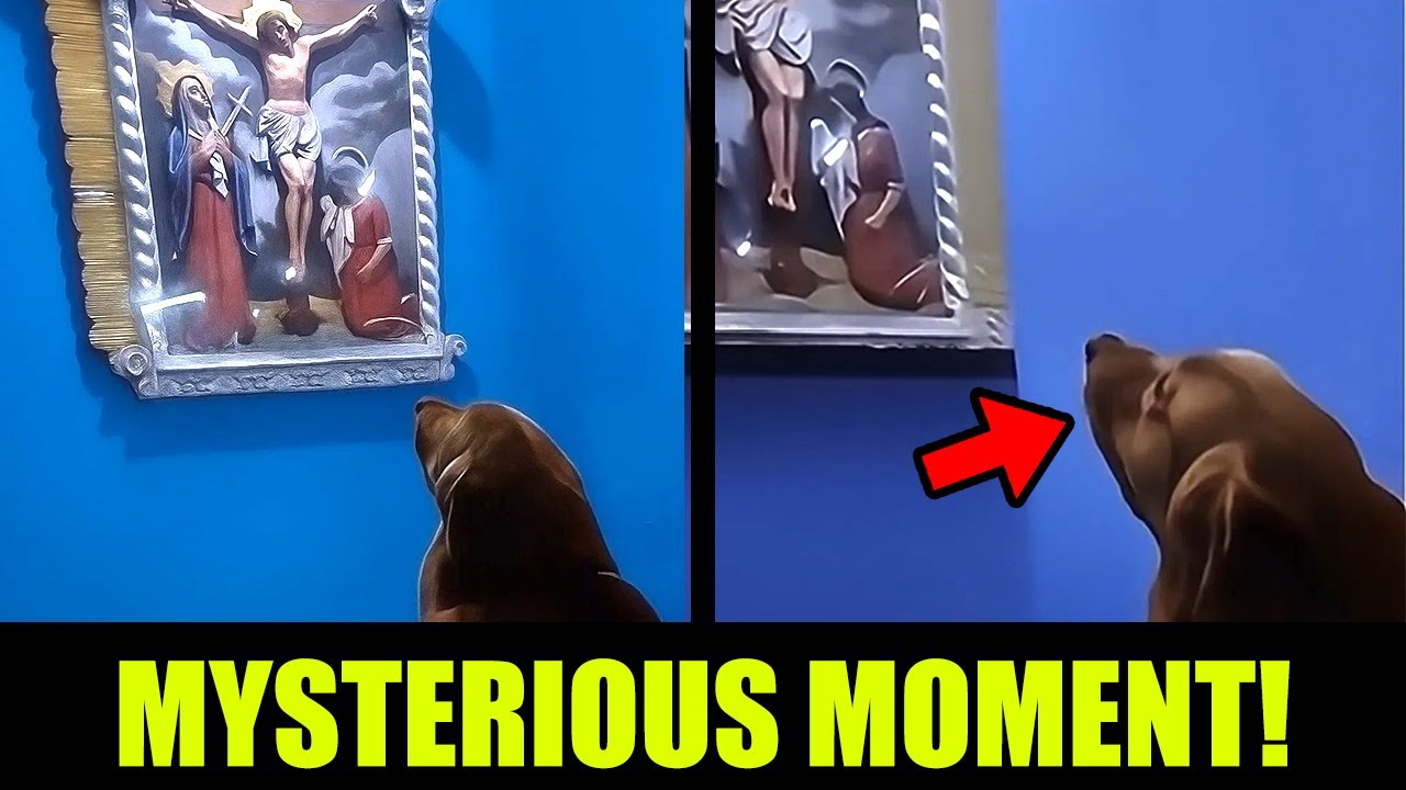 Dog Stares At Jesus On The Cross And Won’t Look Away