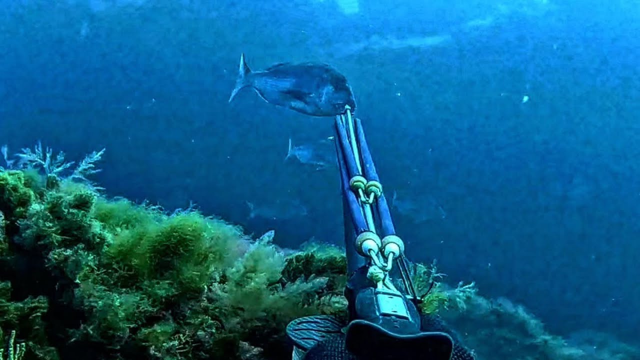 Dentex deepspearfishing 🇩🇿#fishing #fishinglife#fishingvideo#spearfishing #deepspearfishing#fyp#fish
