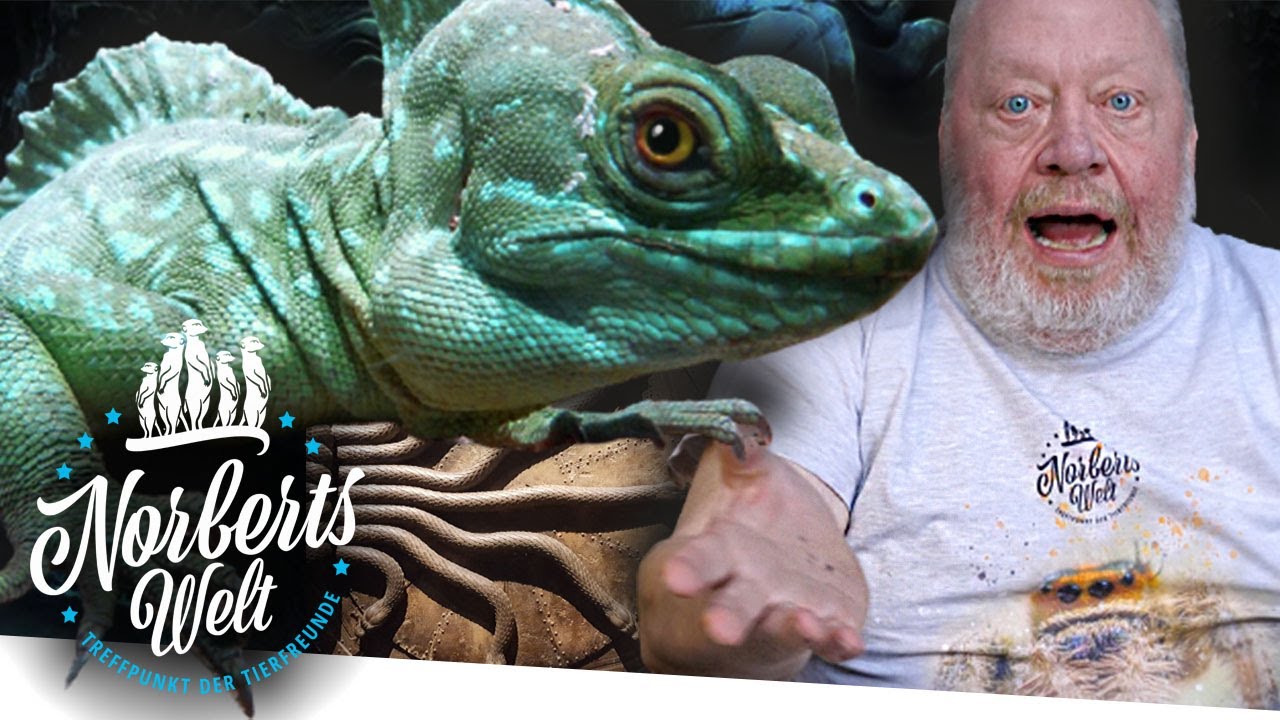 KRÖTE brütet BASILISKEN von Harry Potter | DER STIRNLAPPENBASILISK | NORBERTS WELT | Zoo Zajac