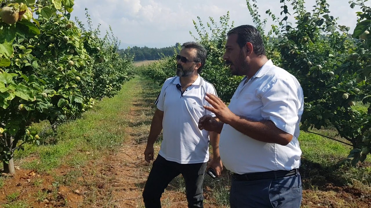 AYVA AĞACI GÜBRELEME 0553 313 83 84