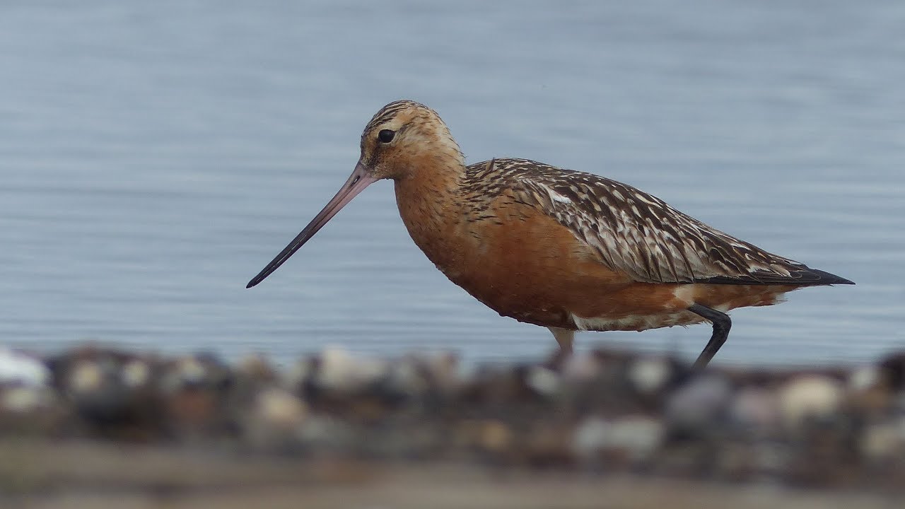 Szlamnik / Bar-tailed Godwit