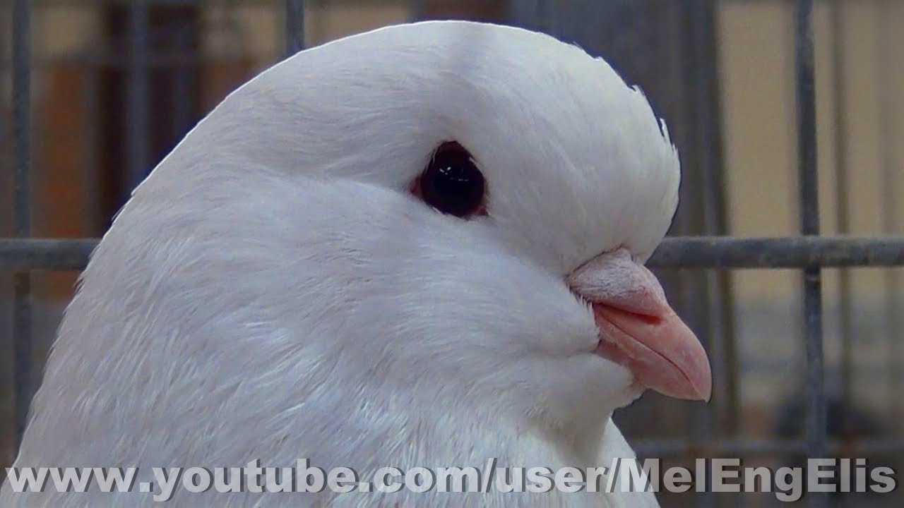 Best of King Pigeons - Pigeons Poule - Hen Pigeons - Huhntauben