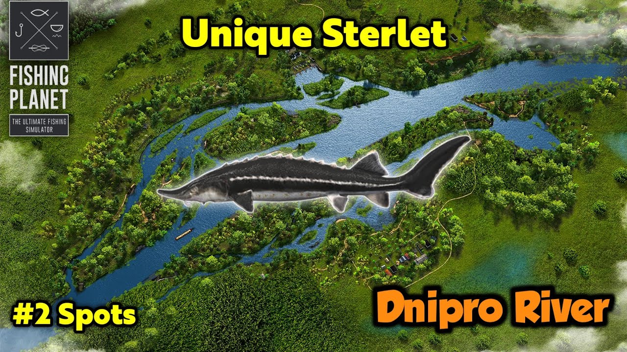 Unique Sterlet Dnipro River - Fishing Planet