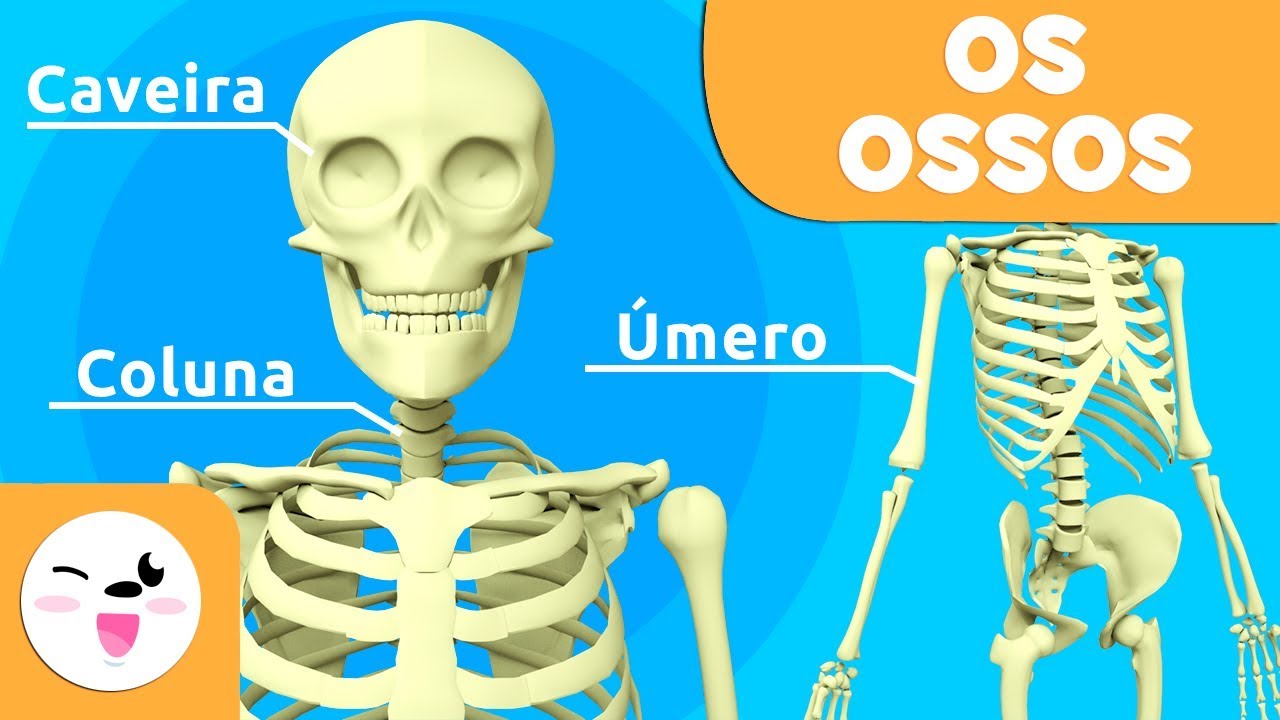 Os ossos para crian&ccedil;as| Sistema &Oacute;sseo | Corpo humano para crian&ccedil;as