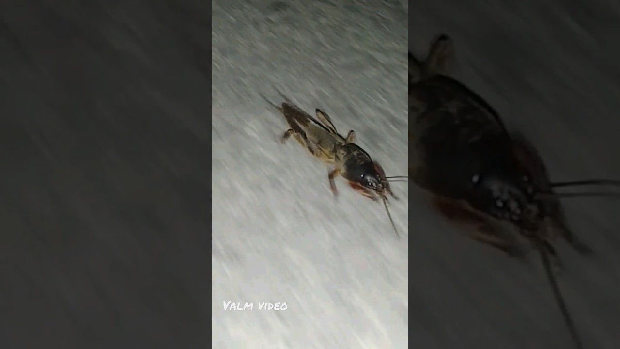 Who is He? Don't stop me!  Gryllotalpa gryllotalpa #gryllotalpa #kurklys