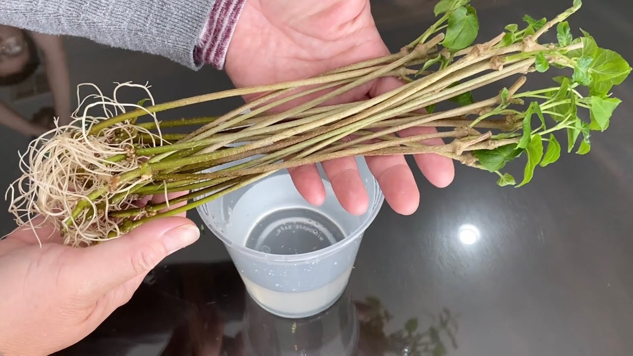 Cách ngâm cành cây hoa thiên lý mau mọc rễ | How to grow plants from cuttings