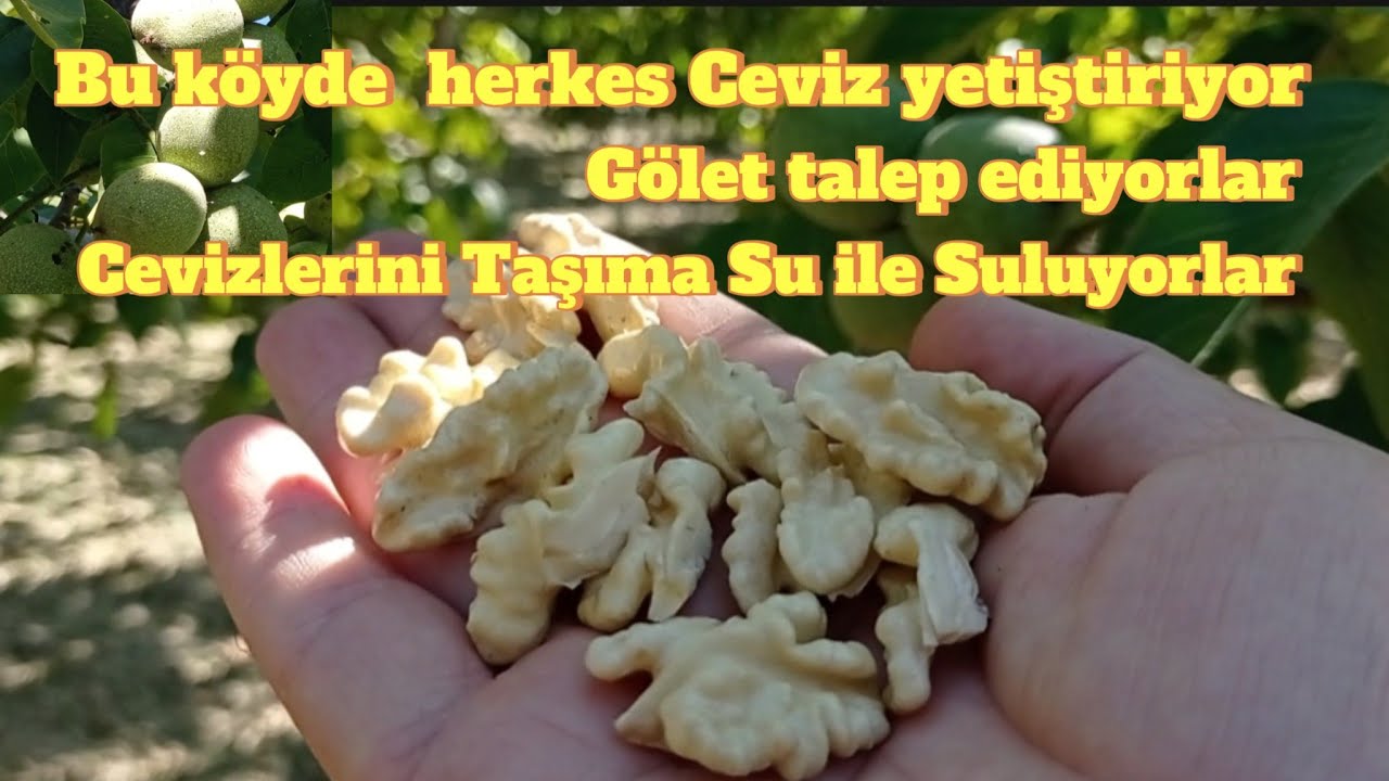 Bu Köyde Herkes Chandler Cevizi Yetiştiriyor. Taşıma suyla Kaliteli Ceviz Üretimi. #keşfet #ceviz