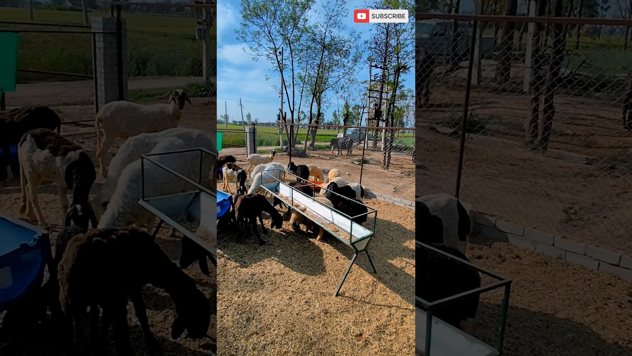 Goat Shed Design  
