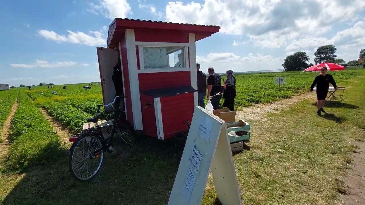 لماذا نقطف الفراولة🍓 🍓🍓بأنفسنا في السويد🇸🇪؟؟؟#sweden
