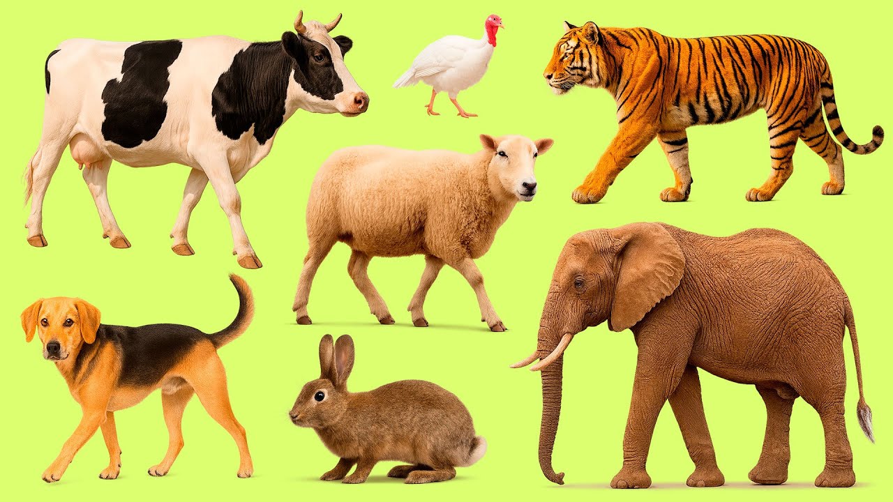 25 Popular Animals in French | Learn Fast & Have Fun 🎧🐾