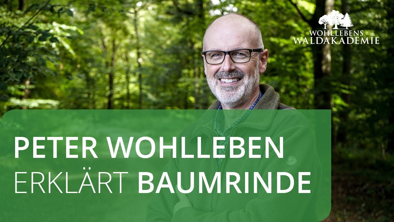 Peter Wohlleben erkl&auml;rt - Baumrinde