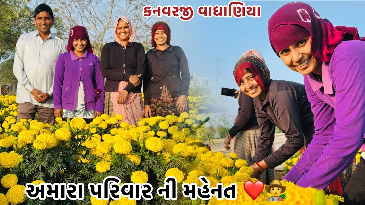 અમારા પરિવાર ની મહેનત#vairalvideo #farming #p_k_vadhaniya