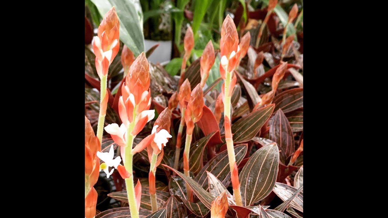 PLANTE CERTO ORQUÍDEA PIPOCA