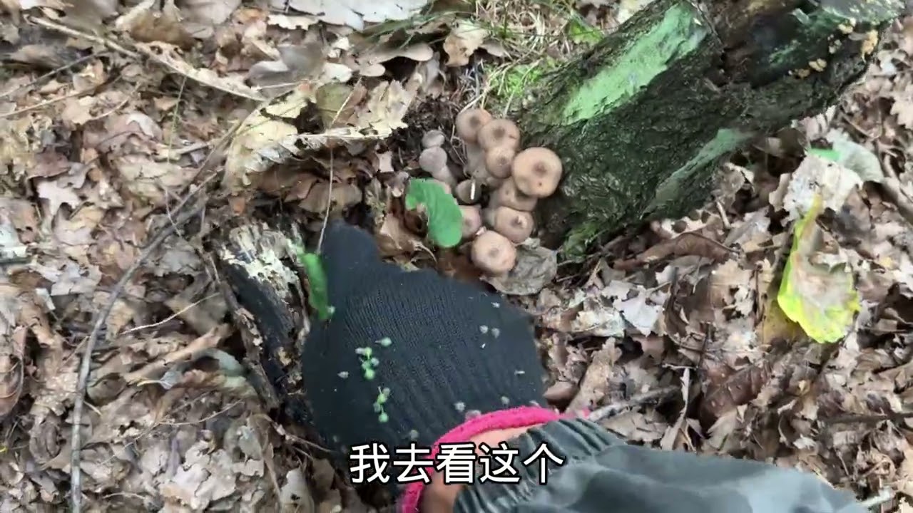 小坤今天蘑菇可真没少采，回家就开始显摆
