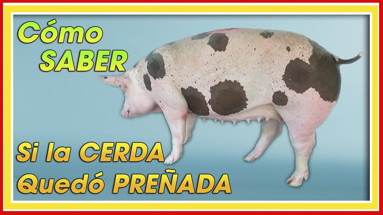 CERDAS Cómo saber si Está PREÑADA ǀ Ing. Jannin Hernández Blandón