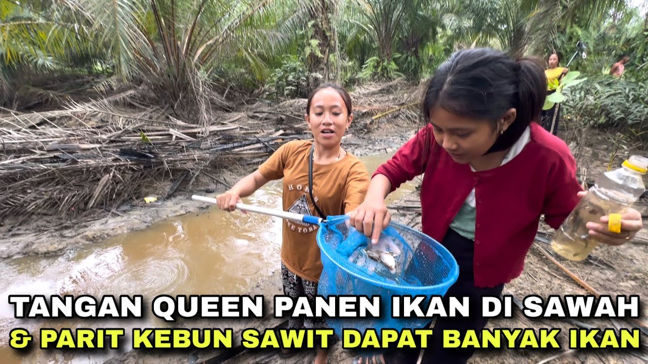 OBRAK ABRIK SAWAH & PARIT KEBUN SAWIT BEKAS BANJIR DAPAT IKAN SEBANYAK INI!
