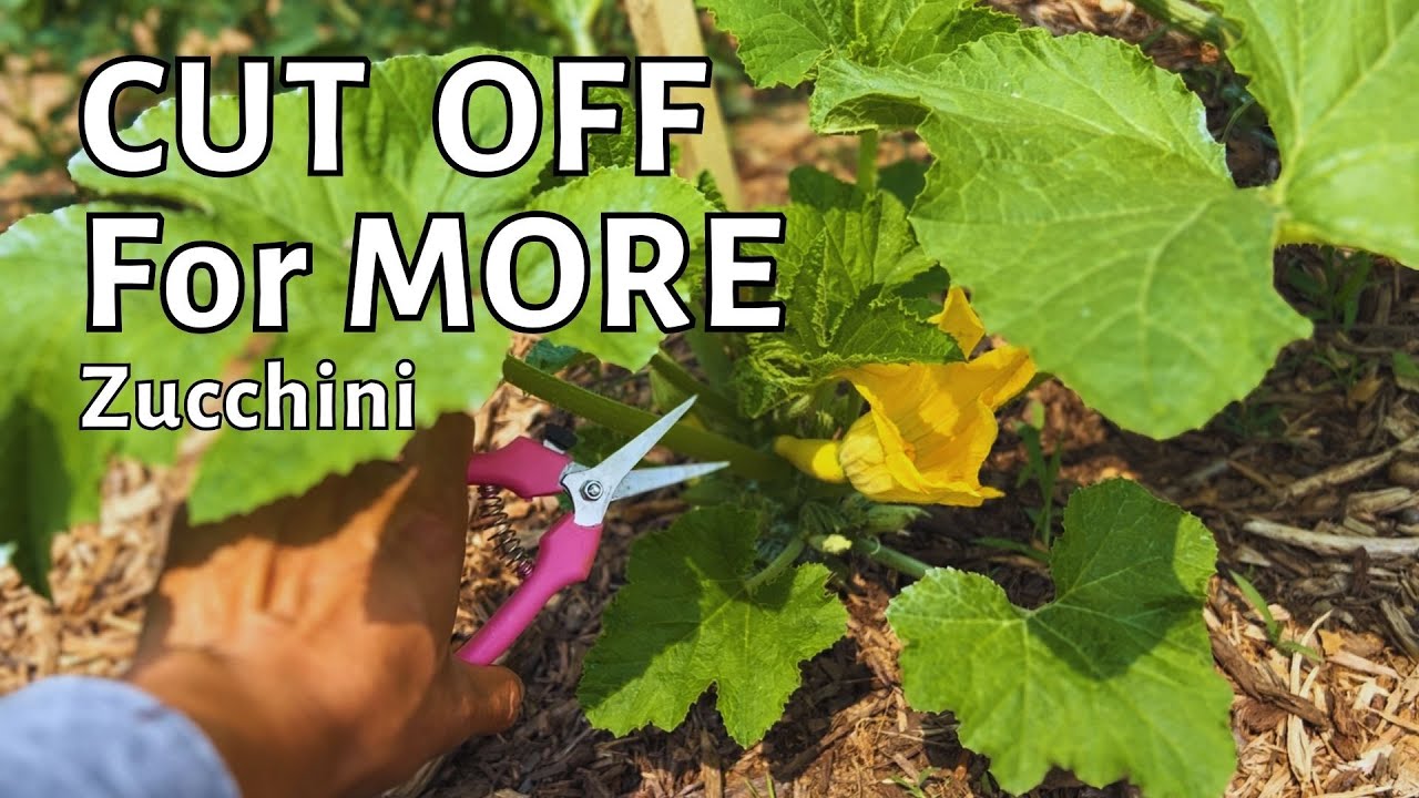 How to get more Zucchini. How to prune zucchini plant small space. Grow vertically high production.