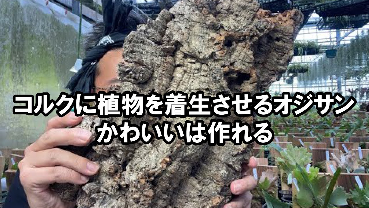 コルクに植物を着生させるおじさん