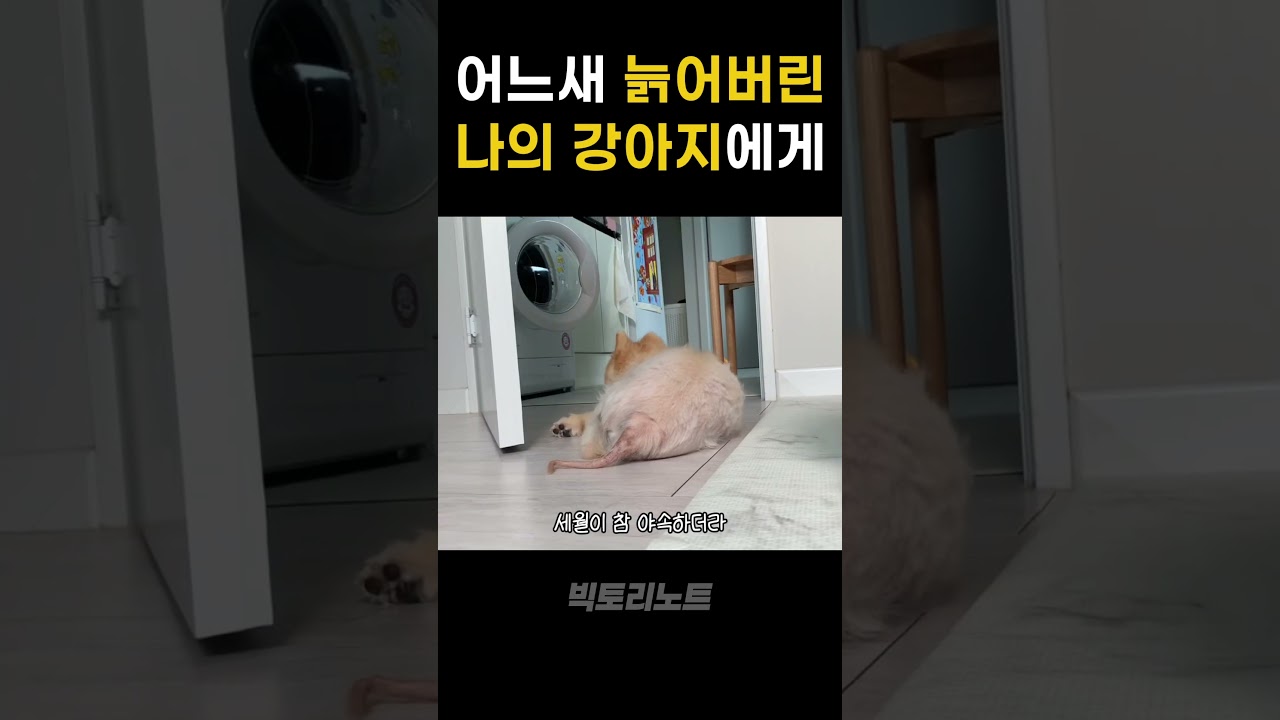 14살 할배 강아지에게 보내는 편지🥹💛 #강아지 #성장과정 #편지 #노견