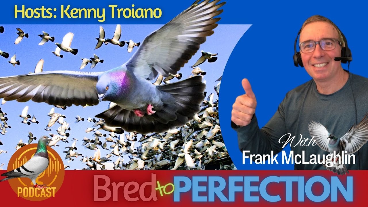 Breeding a Healthier Strain with Pigeon Breeder, Frank McLaughlin.