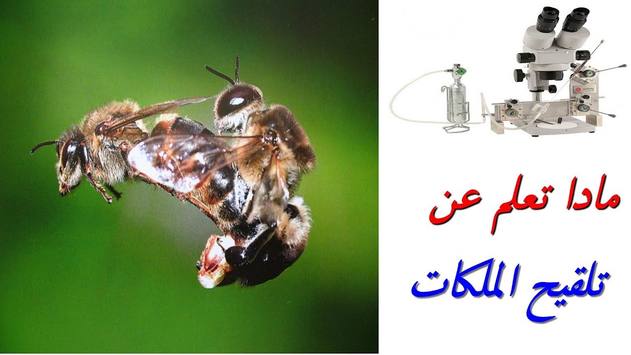 مادا تعلم عن تلقيح الملكات?