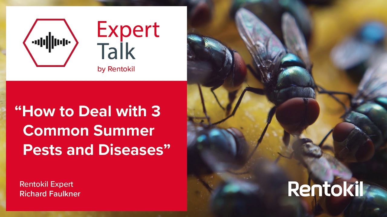 Top 3 Summer Pests | Rentokil Pest Control Ireland