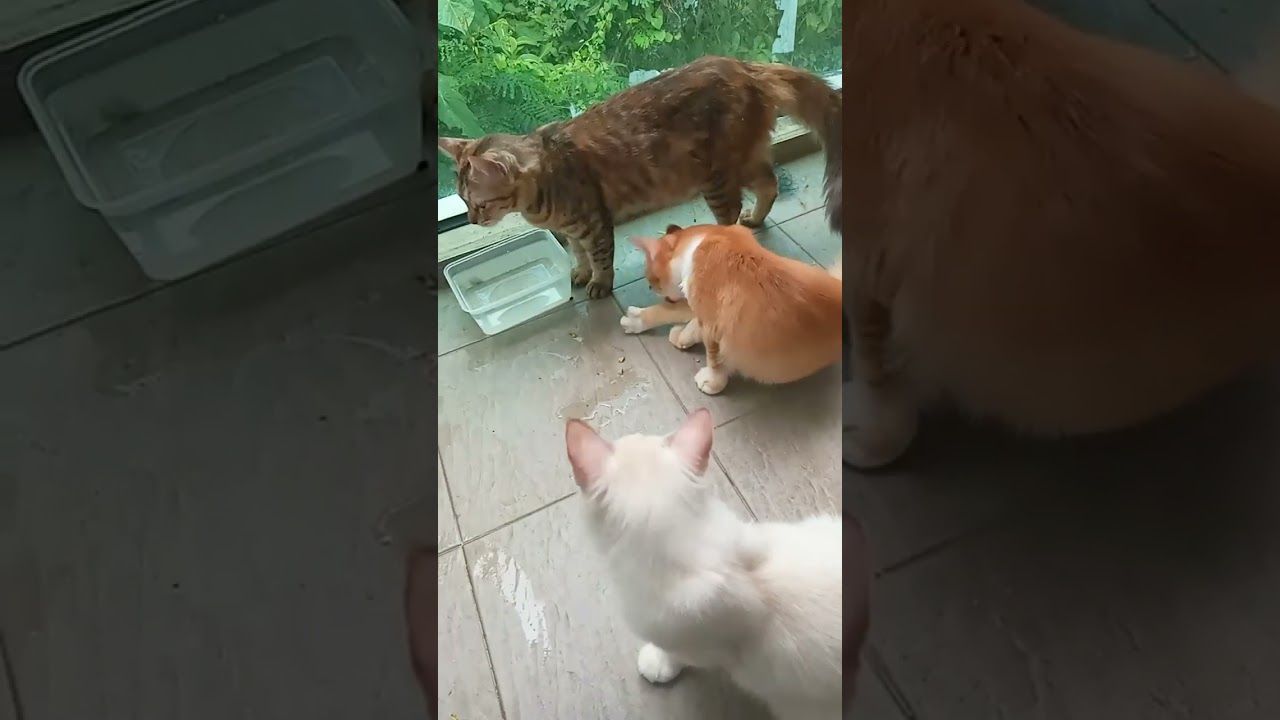 Time Machine Cats !!!! Longest Daily Cat's Story