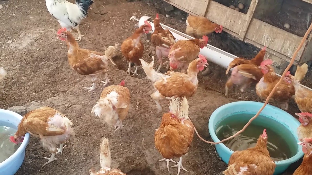 Severe feather loss; Layer chickens- WOW