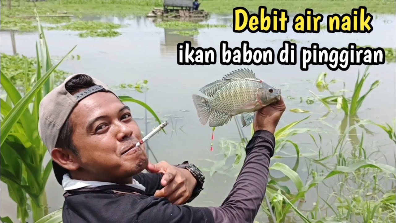 Debit Air Naik, ikan BABON ada di pinggiran‼️- mancing ikan nila waduk karangkates